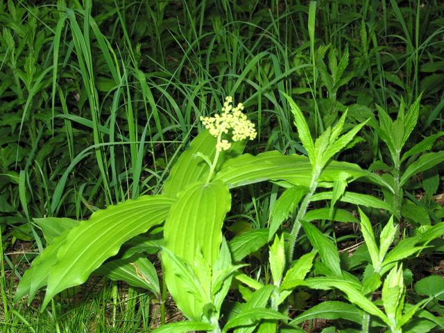 Flase Solamon seal.JPG